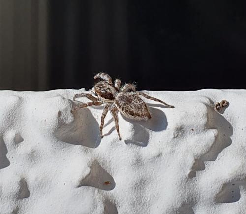 Menemerus taeniatus